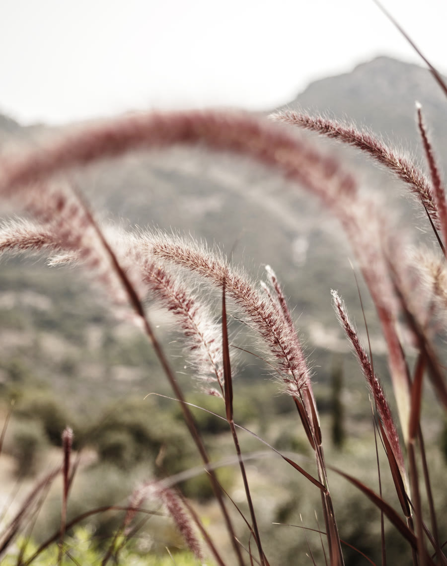 Pampas grass in evening light